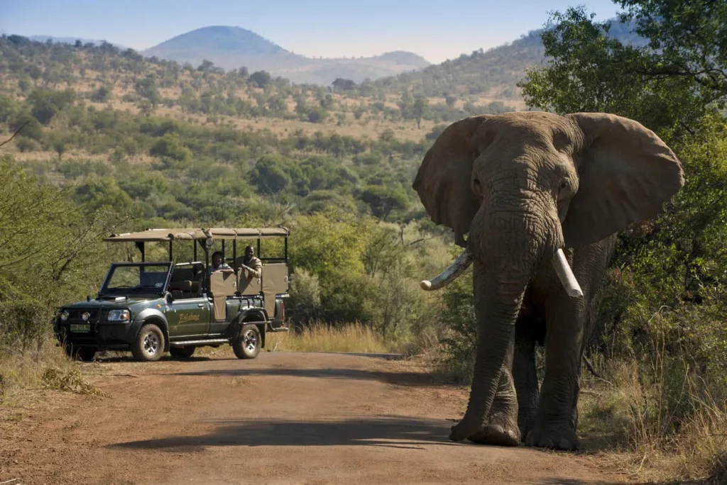 Pilanesberg National Park Guide — Everything You Need to Know – Pilanesberg National Park Pilanesberg National Park Guide — Everything You Need to Know – Pilanesberg National Park