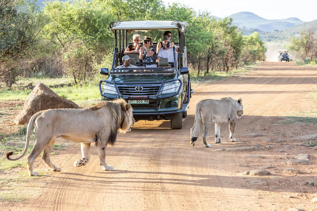 Pilanesberg National Park: The Complete Guide – Pilanesberg National Park Guided open 4x4 safari in Pilanesberg National Park