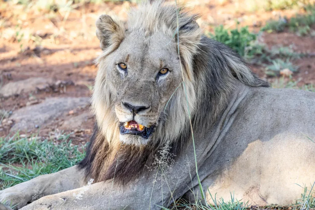 Pilanesberg National Park Guide — Everything You Need to Know – Pilanesberg National Park Pilanesberg National Park Guide — Everything You Need to Know – Pilanesberg National Park