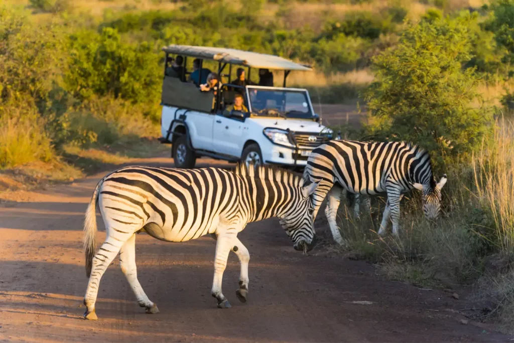 Shepherds Tree Game Lodge: Rates, Rooms & What to Expect – Pilanesberg National Park Shepherds Tree Game Lodge: Rates, Rooms & What to Expect – Pilanesberg National Park